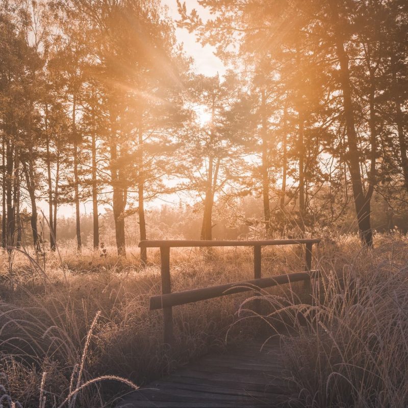 Dubringer Moor